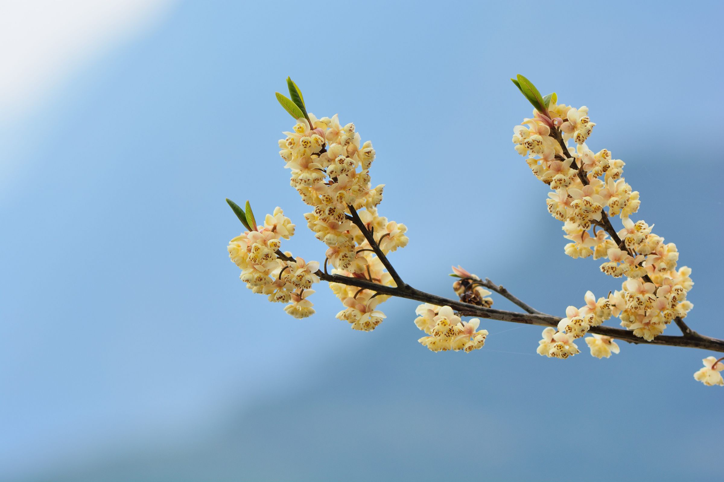 Blended with Litsea Cubeba Oil, it has a fresh, citrusy aroma and is often used for its mood-lifting and energizing properties.